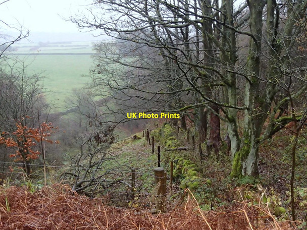 Photo 6"x4" Woodland edge below the A625. Brick Houses c2012
