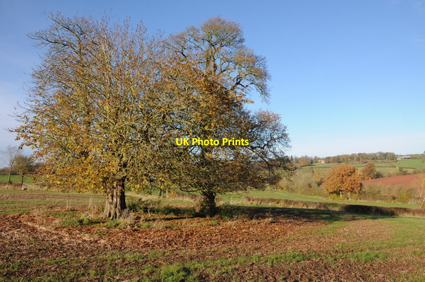 Photo 6"x4" Chestnut trees in a field Risbury\/SO5555 c2012