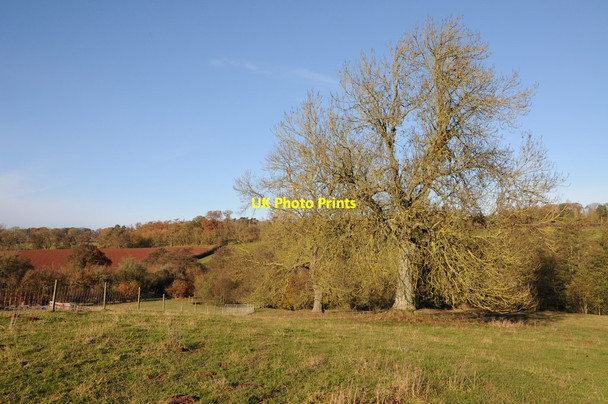 Photo 6"x4" Ash trees Risbury\/SO5555 c2012
