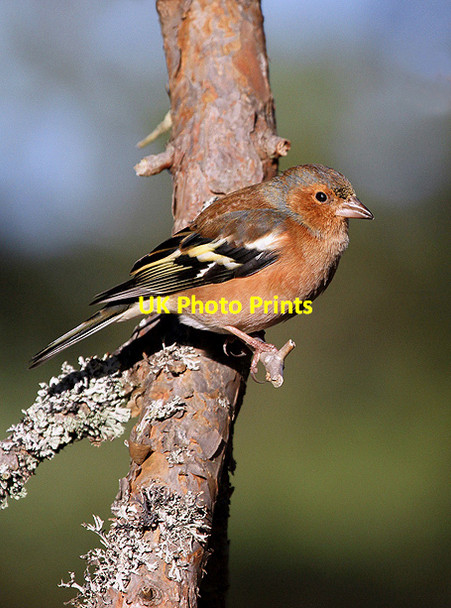 Photo 6"x4" A male chaffinch at Loch Garten RSPB Reserve Tulloch\/NH9816 c2012