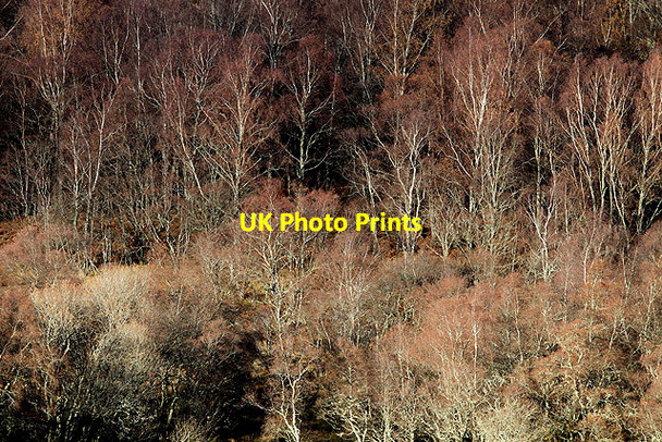 Photo 6"x4" Woodland at Chapelton Deishar c2012