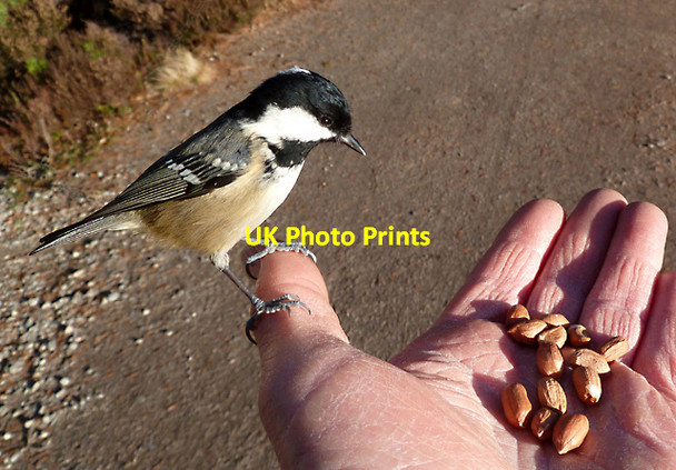 Photo 6"x4" A coal tit in the hand Tulloch\/NH9816 c2012