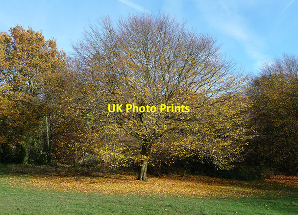 Photo 6"x4" Autumnal Streatham Common (6) Streatham c2012