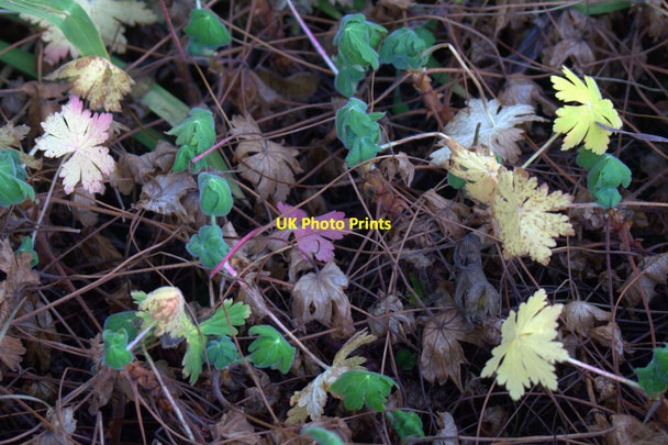 Photo 6"x4" Geranium leaves, Baltasound Baltasound c2012