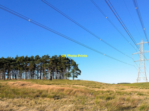 Photo 6"x4" Plantation south-west of Ilderton Moor Ilderton c2012