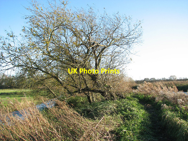 Photo 6"x4" Windswept tree beside Geldeston Dyke Geldeston c2012