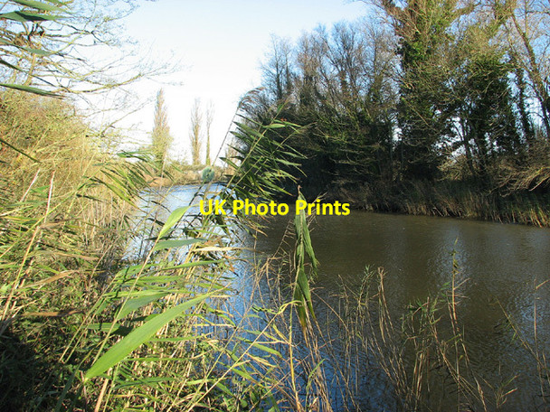 Photo 6"x4" Reeds along the River Waveney, Geldeston Geldeston c2012
