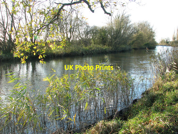 Photo 6"x4" Reeds on the bank of the River Waveney near Dunburgh Geldeston c2012