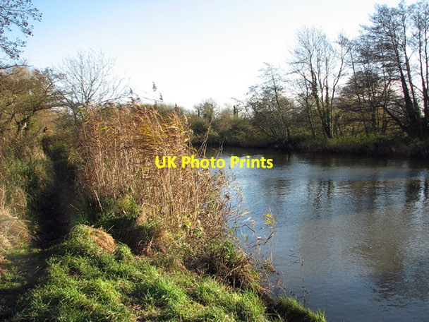 Photo 6"x4" Sunlit reeds on the River Waveney Geldeston c2012
