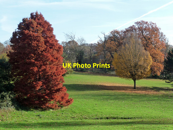 Photo 6"x4" Autumnal park, Norwood Grove (1) Streatham c2012