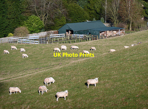 Photo 6"x4" Sheep at Bridgelands Selkirk c2012