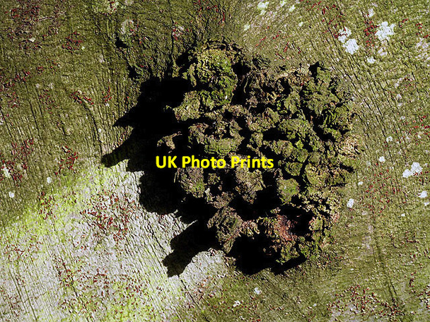 Photo 6"x4" A beech tree burr Selkirk c2012