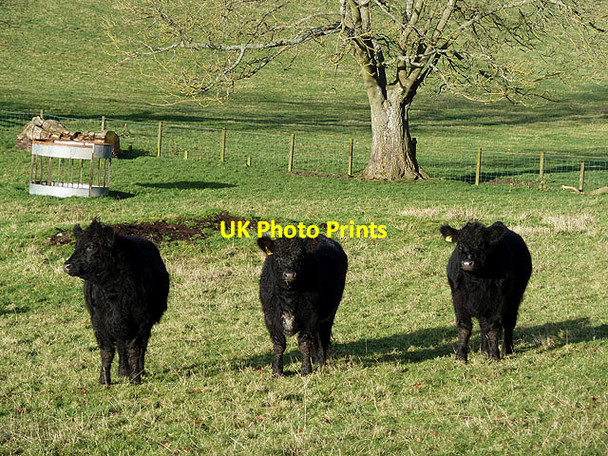Photo 6"x4" Bullocks near Selkirk Selkirk c2012