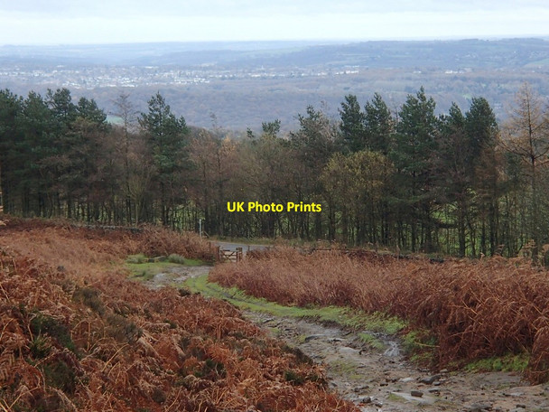 Photo 6"x4" Track above Sheephill Road Ringinglow c2012