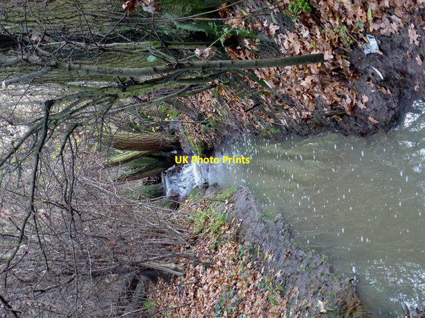 Photo 6"x4" Willow Weir Rayleigh c2012