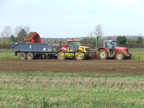 Photo 6"x4" Lifting Sugar Beet Cavenham c2012