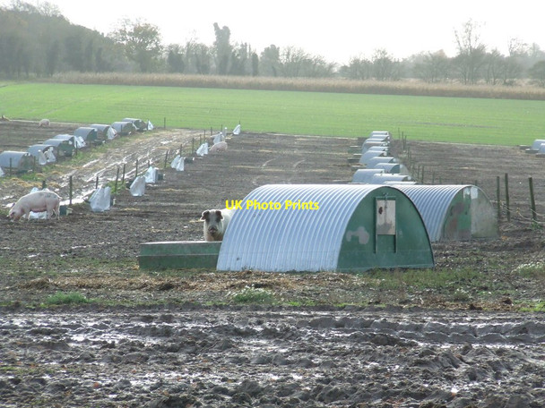 Photo 6"x4" Pigs And Pig Houses Cavenham c2012