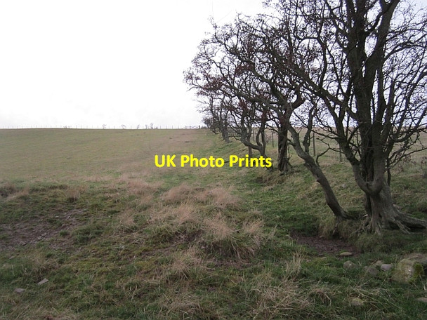 Photo 6"x4" Grown out hedge Morebattle c2012