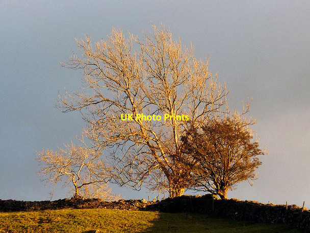 Photo 6"x4" Winter sunshine on trees, Garnett Bridge Garnett Bridge c2012