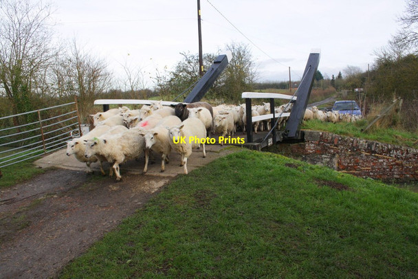 Photo 6"x4" Sheep crossing canal bridge into Loop Farm Kidlington c2012