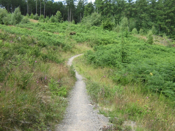 Photo 6"x4" Mabie Forest - Descender Bender Woodhead\/NX9171 c2008