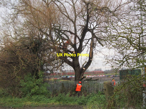Photo 6"x4" Tree trimming on Poorhouse Lane, Hull Marfleet c2012