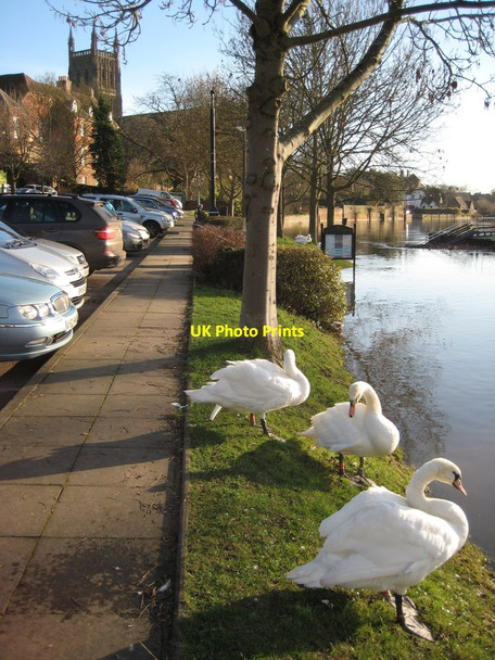 Photo 6"x4" Swans overlook a flooded River Severn Worcester c2012