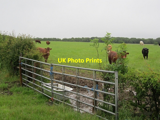 Photo 6"x4" Bath in a field Symington\/NS3831 c2012