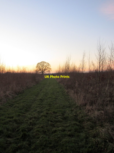 Photo 6"x4" Path through young woodland toward Clipstone Clipstone\/SP9426 c2012
