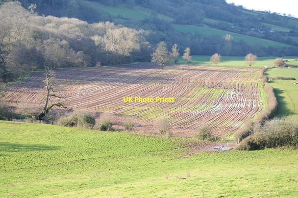 Photo 6"x4" Potato crop in the Monnow valley White Rocks c2012