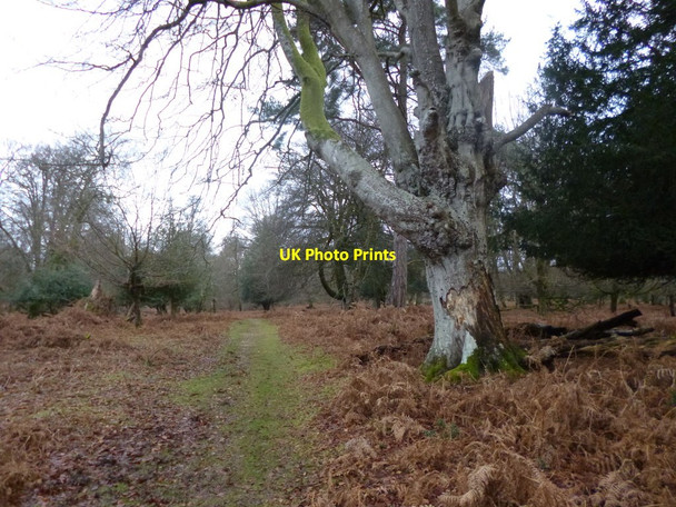 Photo 6"x4" Mark Ash Wood Bank\/SU2807 c2012