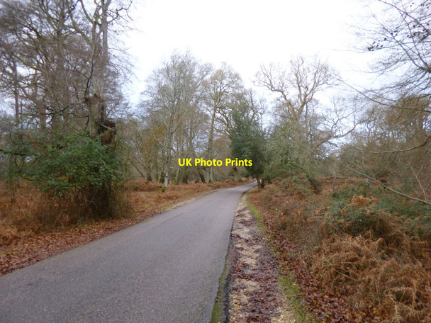 Photo 6"x4" Bolderwood Ornamental Drive Burley Lawn c2012