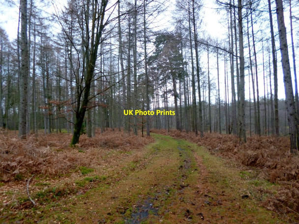 Photo 6"x4" Knightwood Inclosure, forestry track Bank\/SU2807 c2012