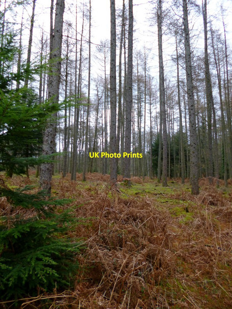 Photo 6"x4" Knightwood Inclosure Bank\/SU2807 c2012