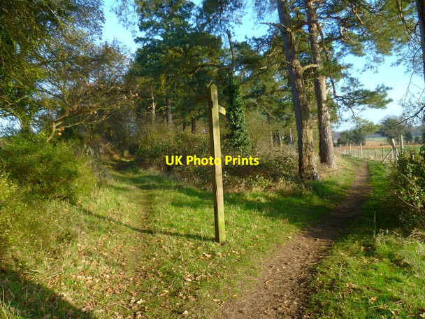 Photo 6"x4" Footpath junction on the North Downs Way Sandy Cross\/SU8847 c2012