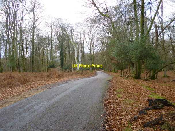 Photo 6"x4" Bolderwood Ornamental Drive Bank\/SU2807 c2012