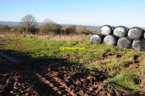 Photo 6"x4" Silage bales at Cross Llyde Cross Llyde c2012