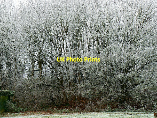 Photo 6"x4" Frost on trees, Liden, Swindon 12:12:12 on 12 December 2012 Coate\/SU1882 c2012