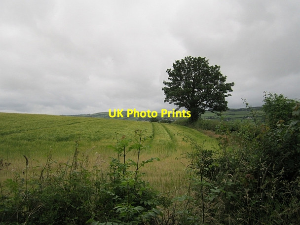 Photo 6"x4" Barley, Dromore, County Donegal Ballindrait c2012