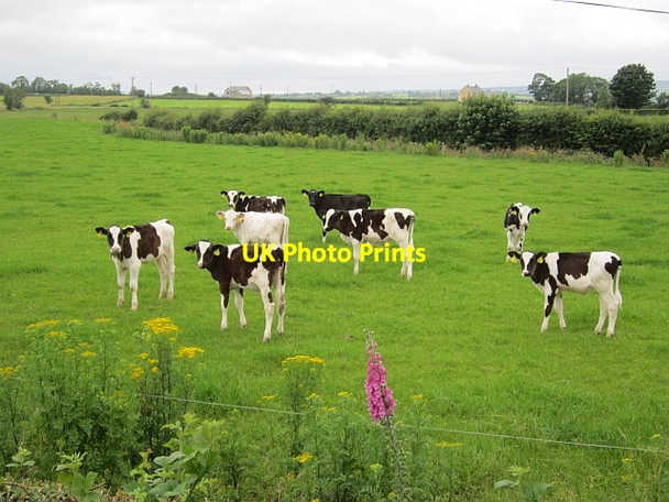Photo 6"x4" Calves, Dromore Ballindrait c2012