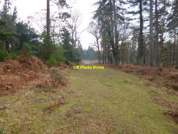 Photo 6"x4" Slufters Inclosure, forestry track Stoney Cross c2012