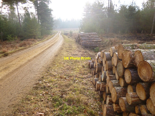 Photo 6"x4" Slufters Inclosure, timber Stoney Cross c2012