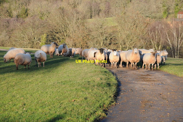 Photo 6"x4" Sheep above Marlas Marlas\/SO4429 c2012
