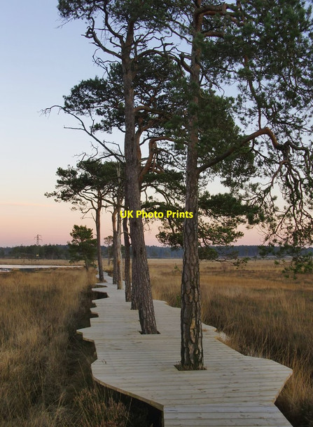 Photo 6"x4" The new boardwalk, Thursley National Nature Reserve (1) Pot Common\/SU9042 c2012
