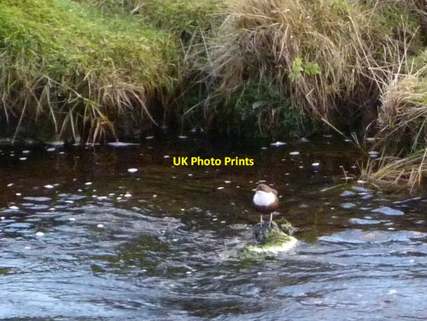 Photo 6"x4" Dipper in the River Euchar Knipoch c2012