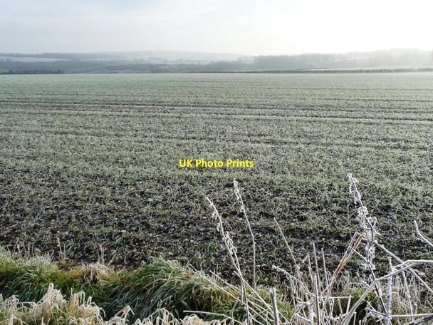 Photo 6"x4" Frosted cereals, west of Kettlethorpe Farm South Newbald c2012