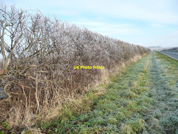Photo 6"x4" Frosted hedgerow, north side of the B1230 South Newbald c2012