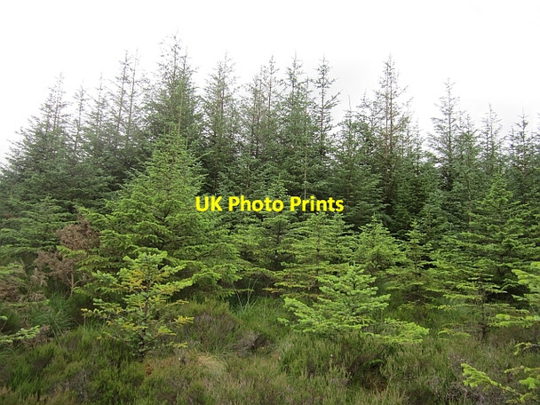 Photo 6"x4" Woodland, Cornnabrogue Killygordon c2012