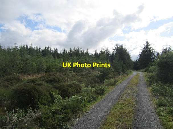 Photo 6"x4" Forest road Castlederg c2012