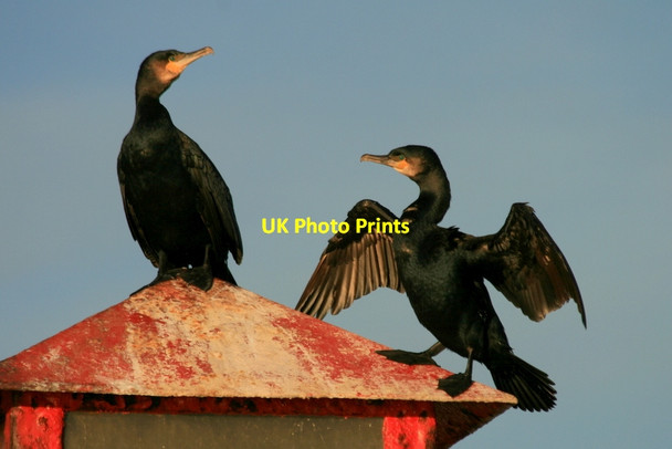 Photo 6"x4" A pair of Cormorants on Burghead harbour lights Burghead c2012